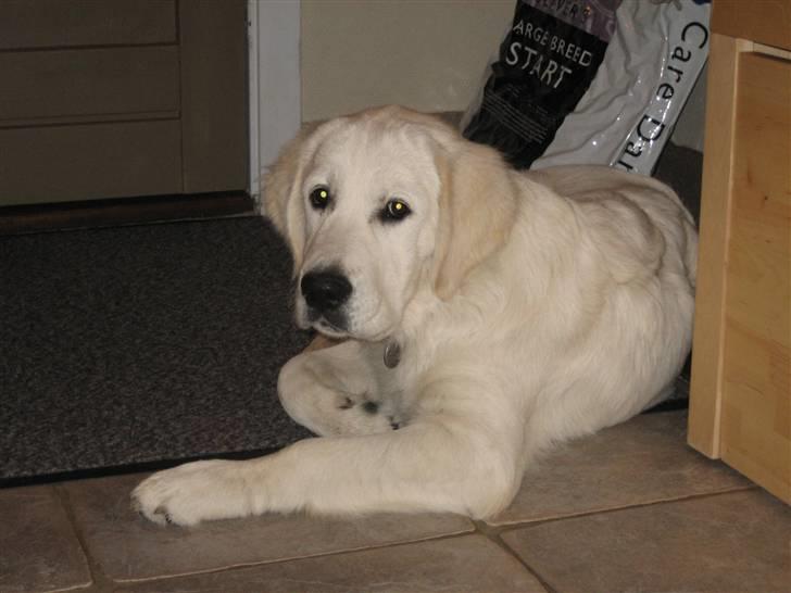 Golden retriever Zoey billede 5