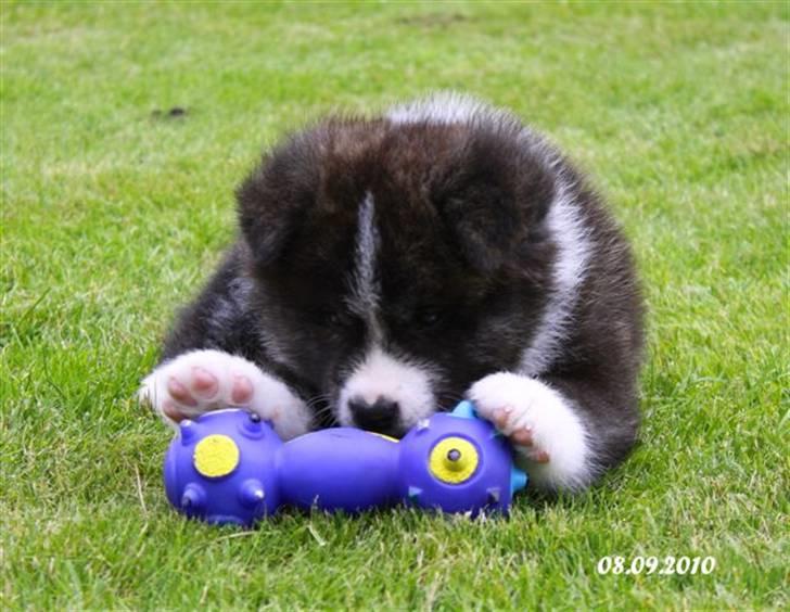 Akita inu Emiko/Miko billede 13