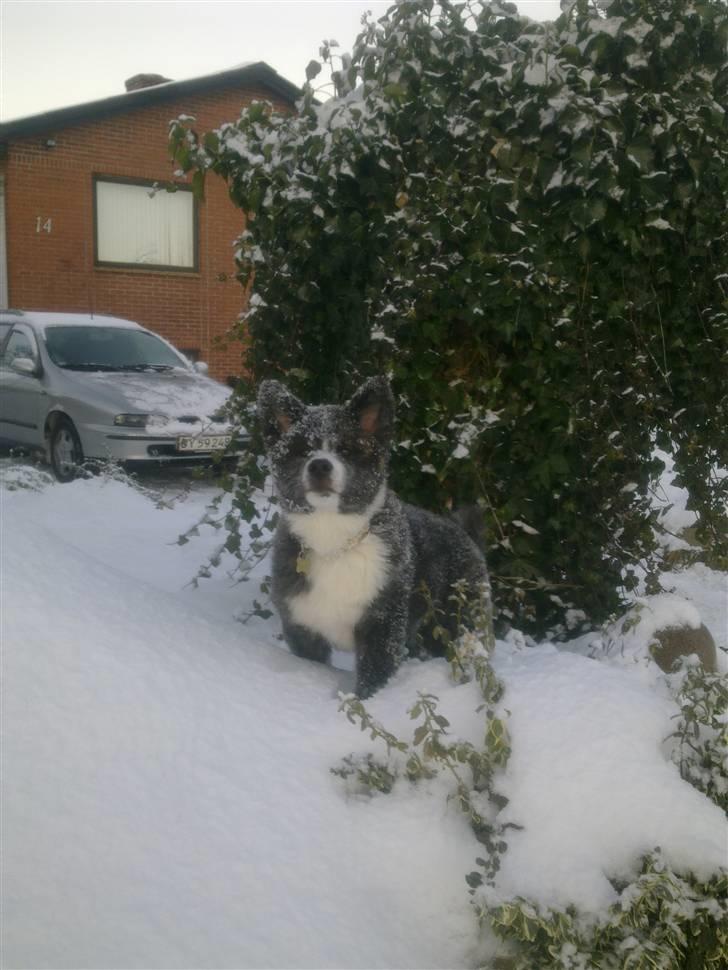 Akita inu Emiko/Miko billede 14