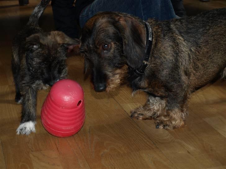 Blanding af racer Emma billede 12