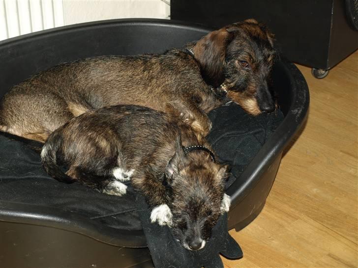 Blanding af racer Emma - Min ven Bonzo billede 13