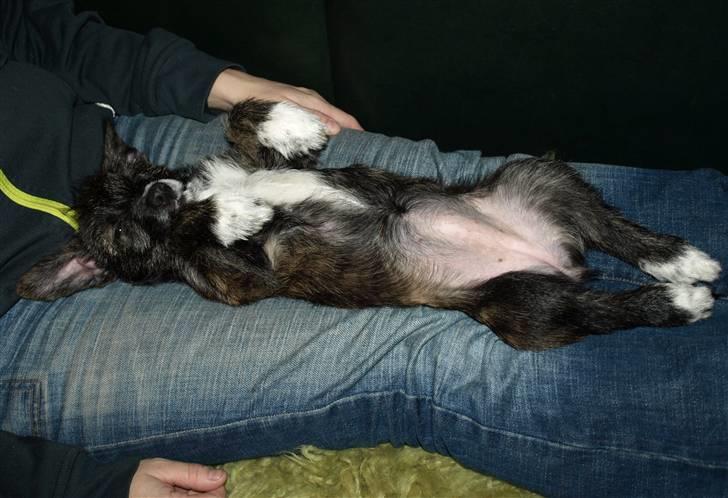 Blanding af racer Emma - Emma yndlings sove sted billede 14