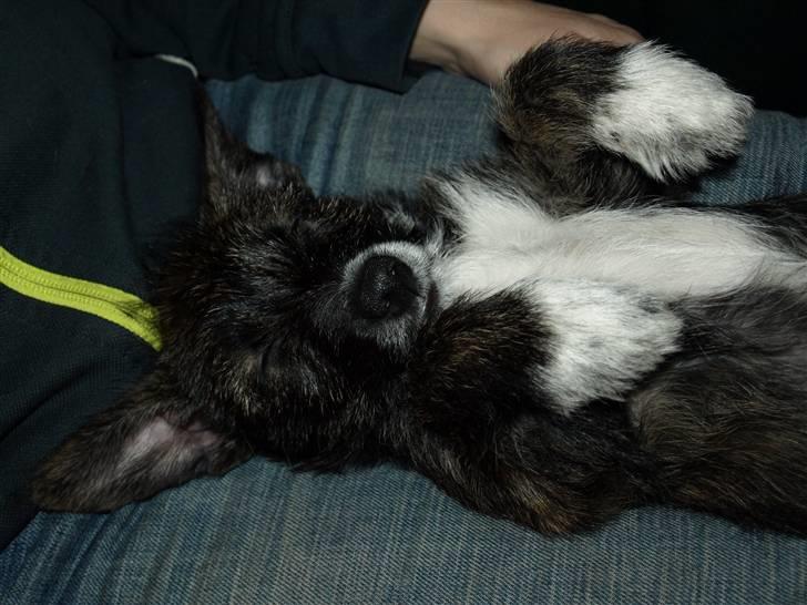 Blanding af racer Emma billede 15