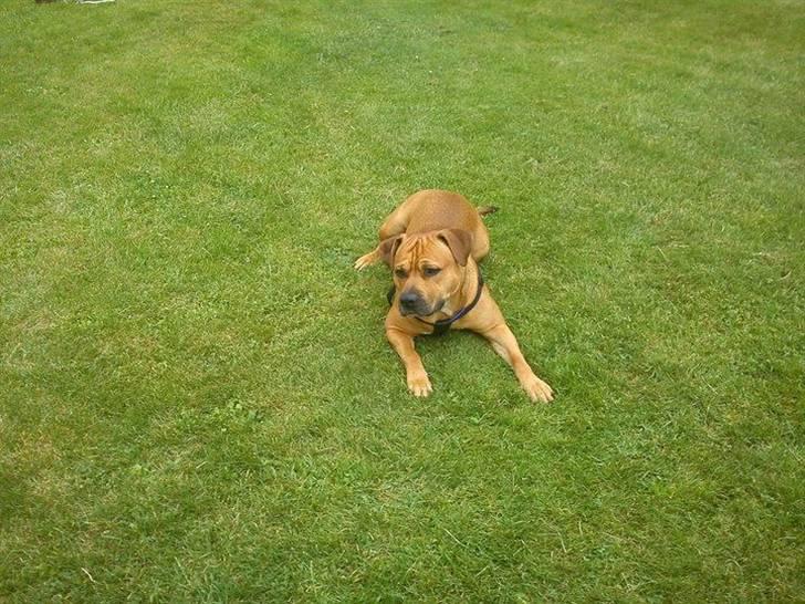 Blanding af racer Kalu - passer på haven billede 1