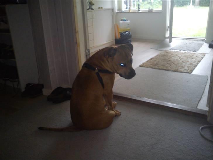 Blanding af racer Kalu - tudefjæs fordi vi ikke ville med ud og lege billede 2