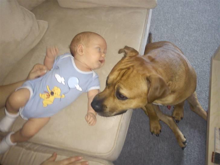 Blanding af racer Kalu - kalu passer på familiens nye "hvalp" billede 4