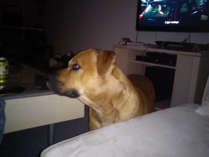 Blanding af racer Kalu - kalu prøver at få mors opmærksomhed billede 5