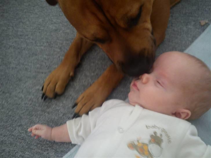 Blanding af racer Kalu - kysser den lille "hvalp" billede 6