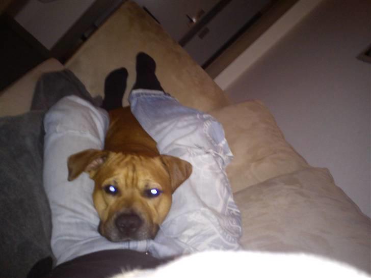 Blanding af racer Kalu - puttedyr billede 7