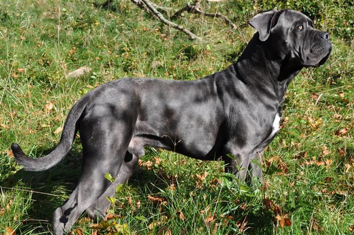 Cane corso Mjølner billede 1