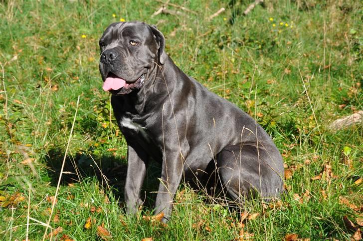 Cane corso Mjølner billede 2