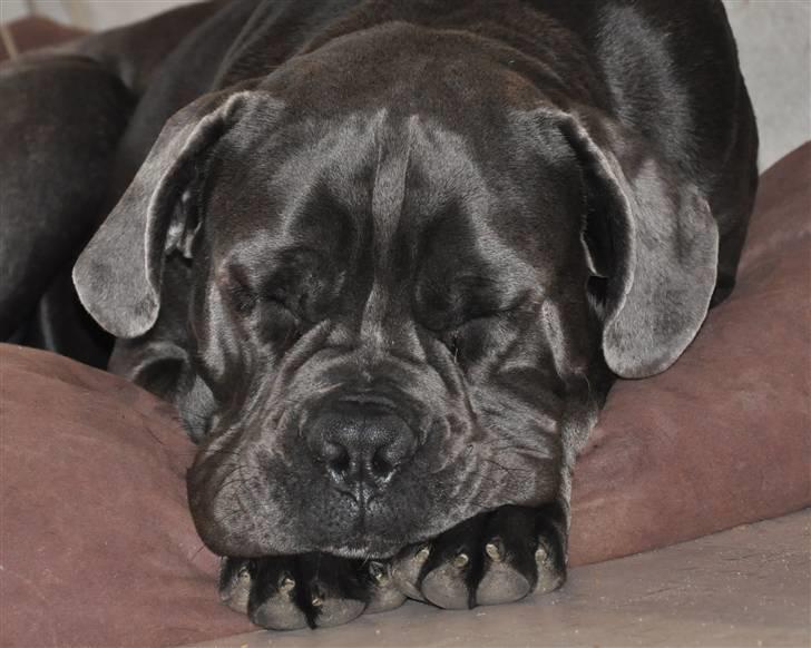 Cane corso Mjølner billede 3