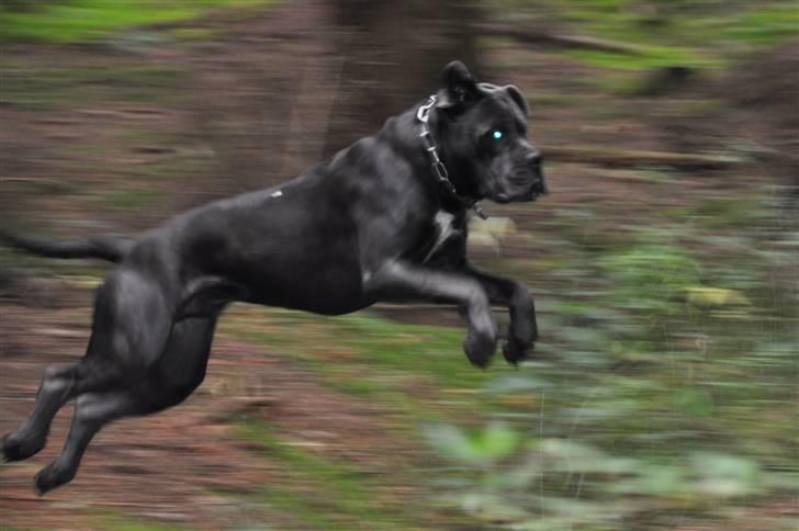 Cane corso Mjølner billede 4