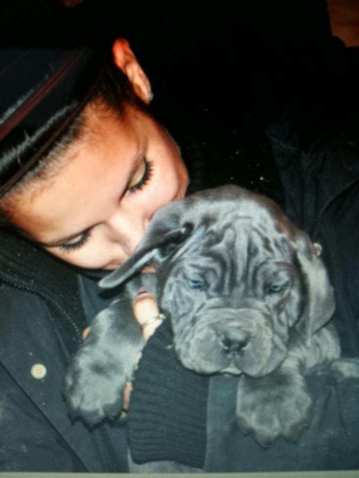 Cane corso Mjølner - Mjølner som hvalp 7 uger. billede 5