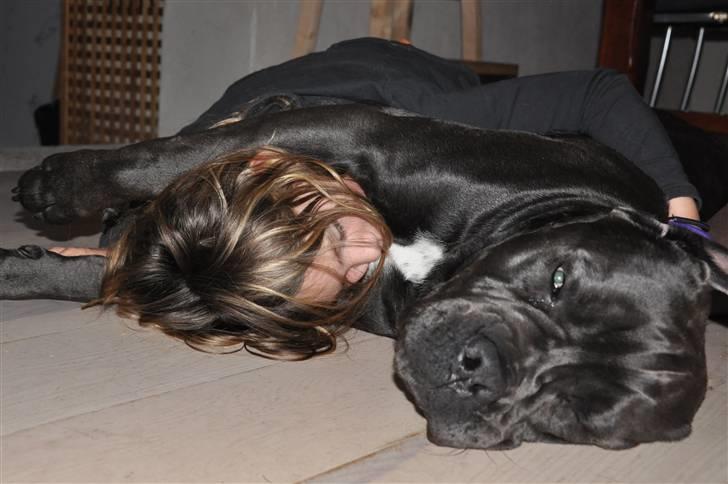 Cane corso Mjølner billede 6