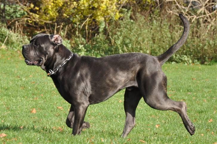 Cane corso Mjølner billede 7