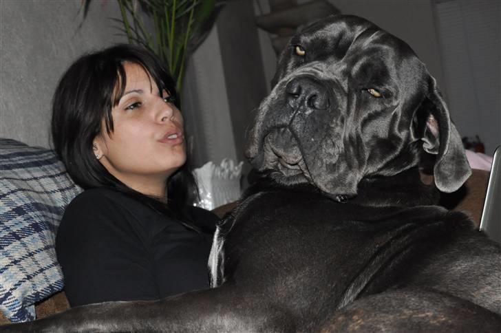 Cane corso Mjølner billede 8