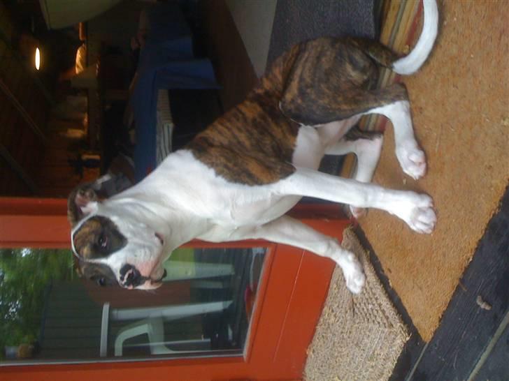 Amerikansk bulldog Nova - er jeg ikke blevet stor Mor og Far billede 13