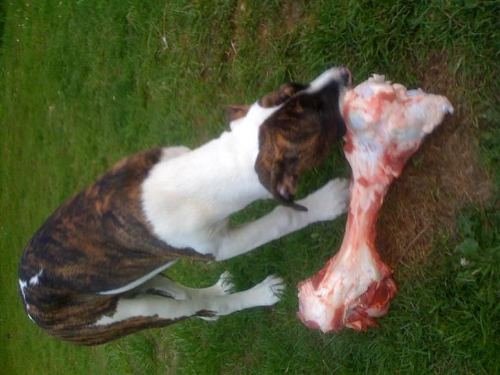 Amerikansk bulldog Nova - MMmhh FAR havde kødben med hjem.. billede 14