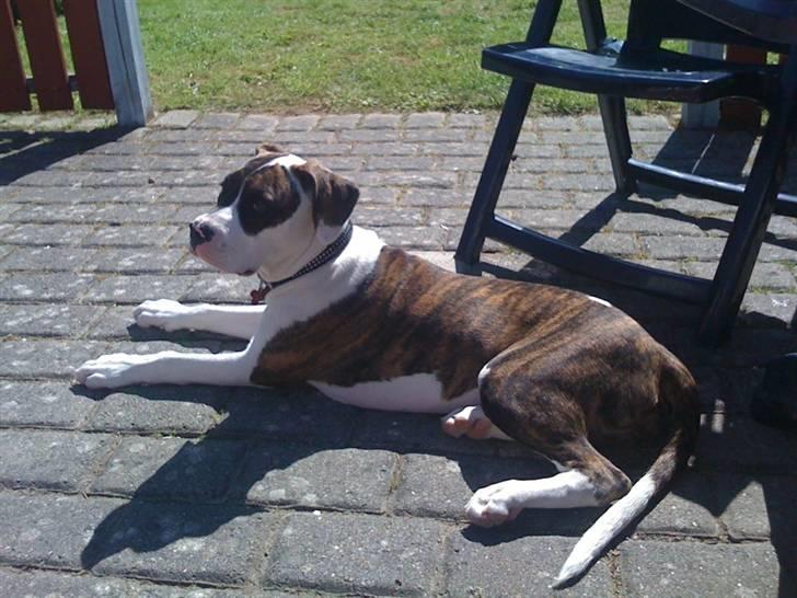 Amerikansk bulldog Nova - afslapning :) JA TAK! billede 15