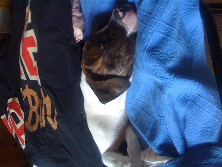 Amerikansk bulldog Nova billede 16