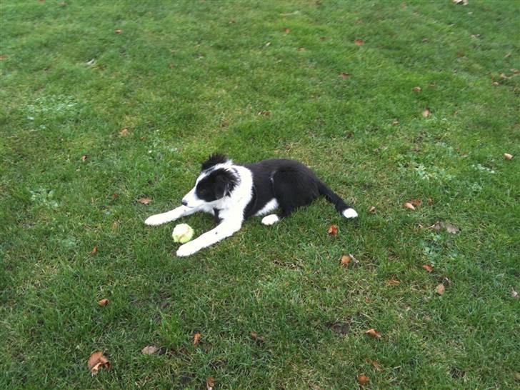 Border collie Eddie billede 5