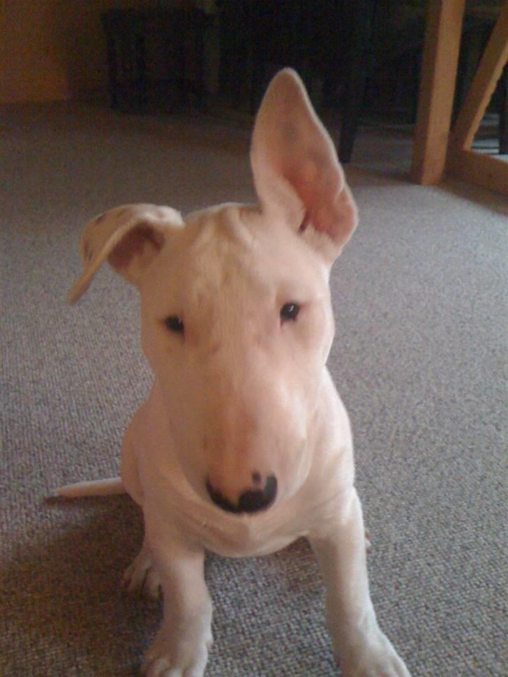 Bullterrier Bella billede 1
