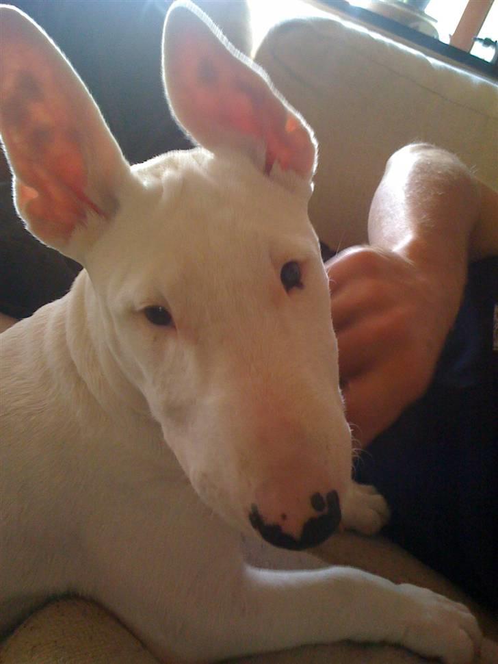Bullterrier Bella billede 2
