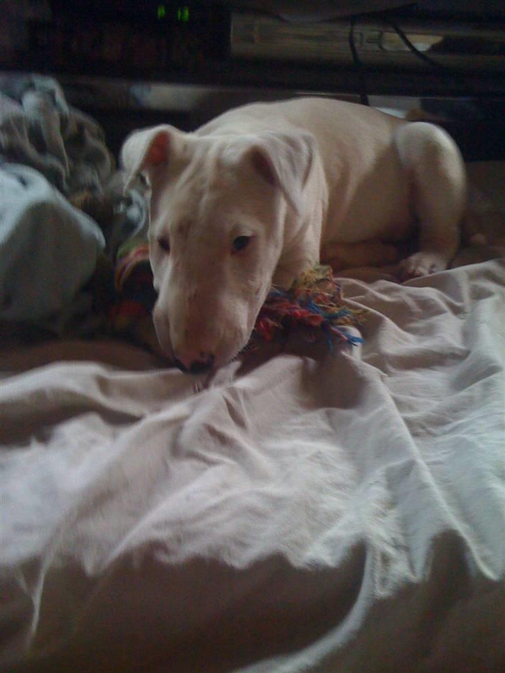 Bullterrier Bella billede 4