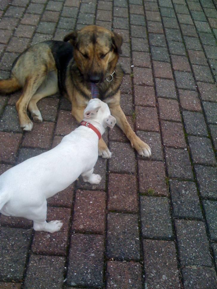 Bullterrier Bella - Min bedste veninde Luka billede 5