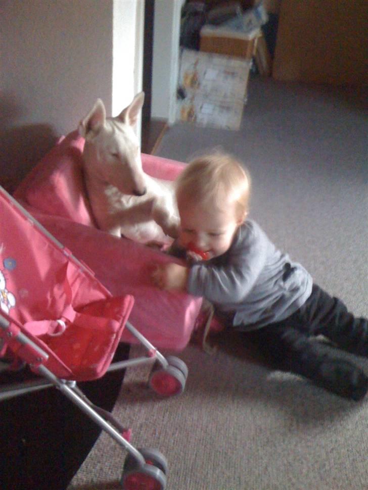 Bullterrier Bella - Så skal der leges billede 6