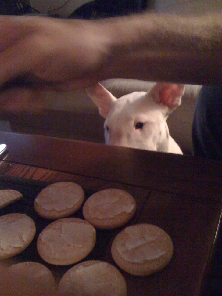 Bullterrier Bella - Ingen kiks til mig  billede 7