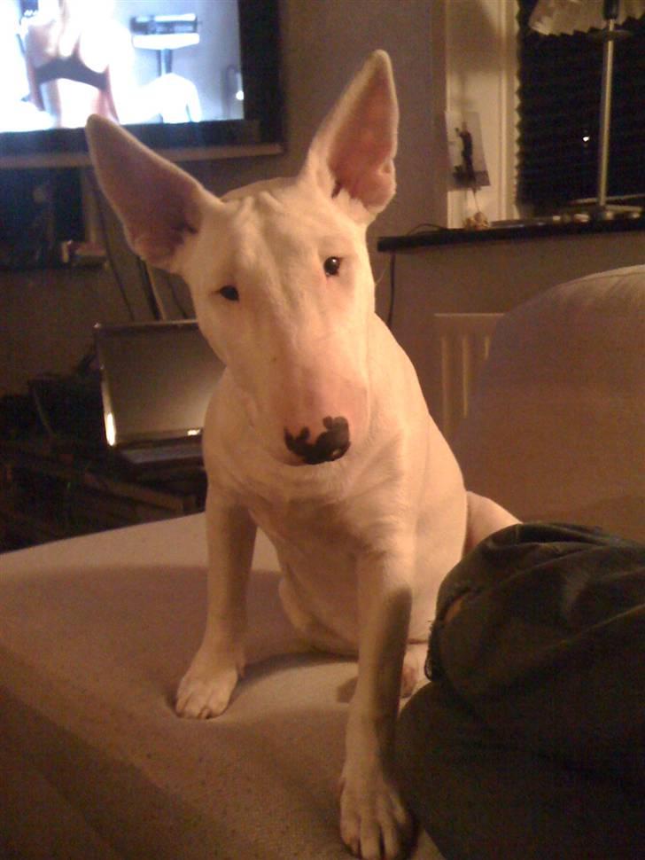 Bullterrier Bella - Er jeg ikke sød ? billede 8