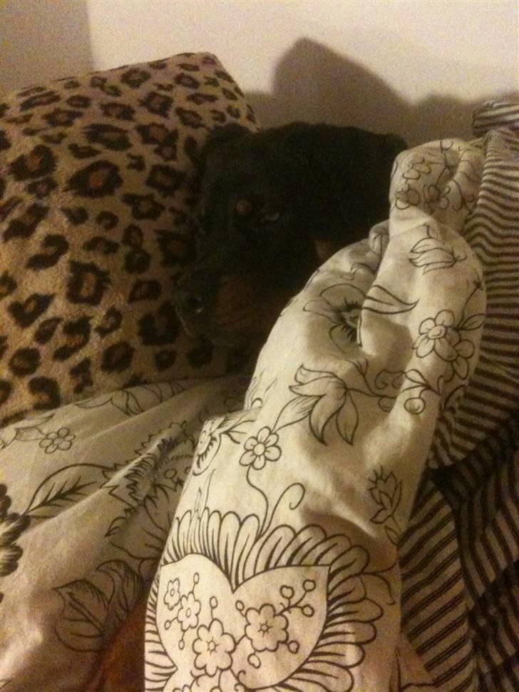 Rottweiler Bailey - ligger og putter med mor :) billede 11