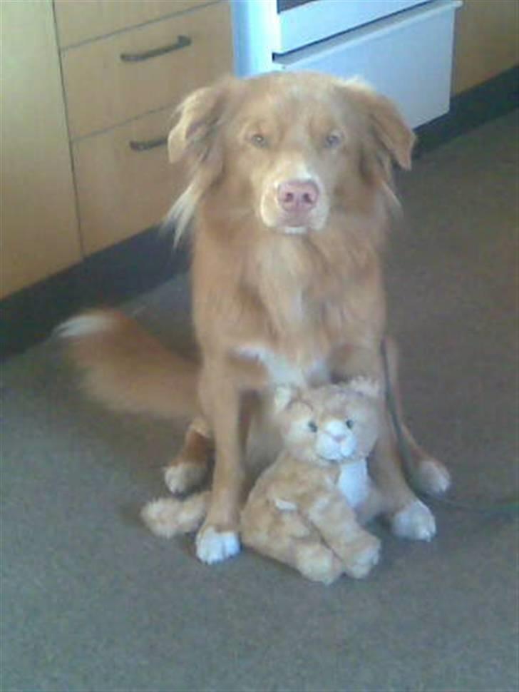 Nova scotia duck tolling retriever Dino - Dino og hans kattebamse XD billede 1