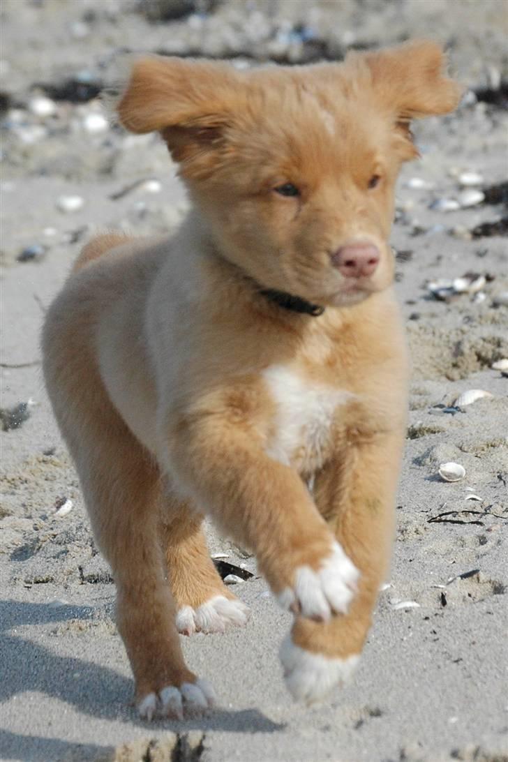 Nova scotia duck tolling retriever Dino - Dino bassen, som hvalp :) billede 2