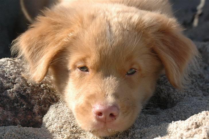 Nova scotia duck tolling retriever Dino - Dino bassen, som hvalp :) billede 4