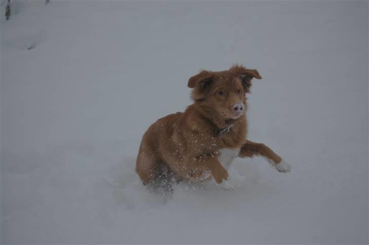 Nova scotia duck tolling retriever Dino - Dino i sneen XD billede 5