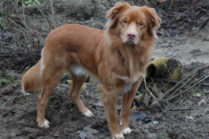 Nova scotia duck tolling retriever Dino - Dino XD billede 6