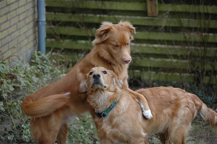 Nova scotia duck tolling retriever Dino - Hunde Hygge :D billede 7