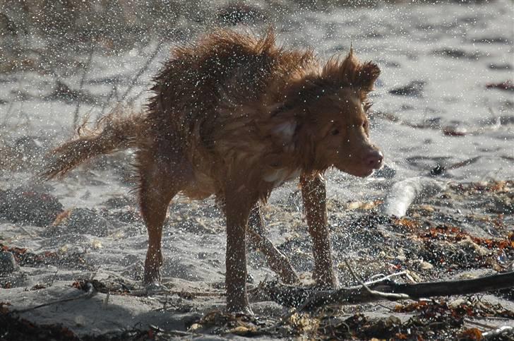 Nova scotia duck tolling retriever Dino - Ryste Ryste XD billede 8