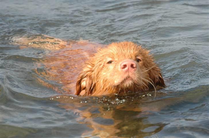 Nova scotia duck tolling retriever Dino - en lille dykker :D billede 9