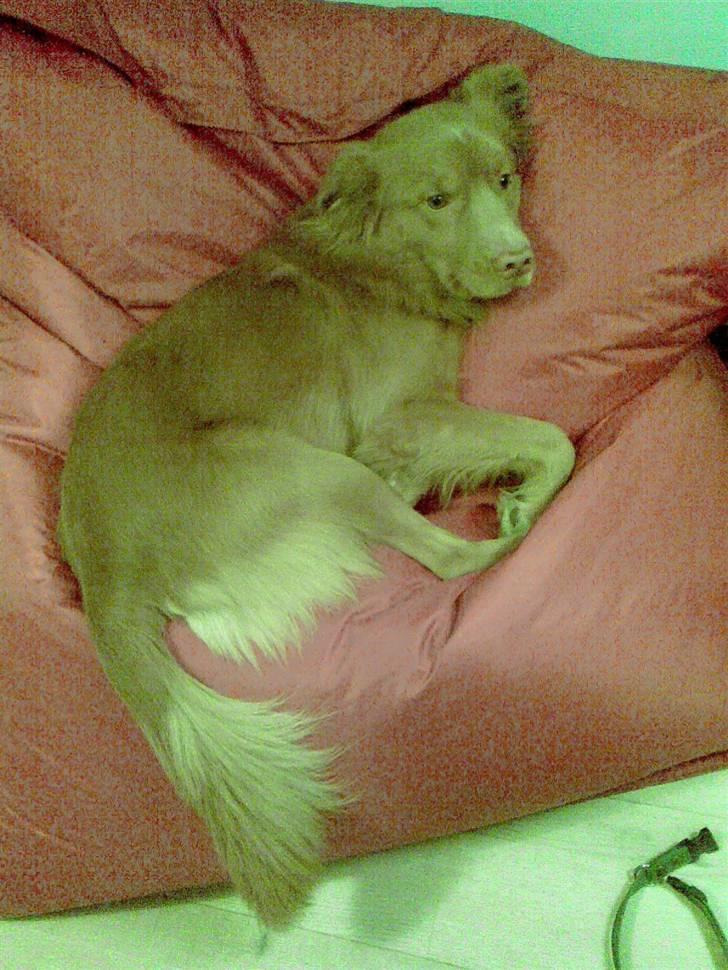 Nova scotia duck tolling retriever Dino - Dino hygger i sækkestolen XD billede 10