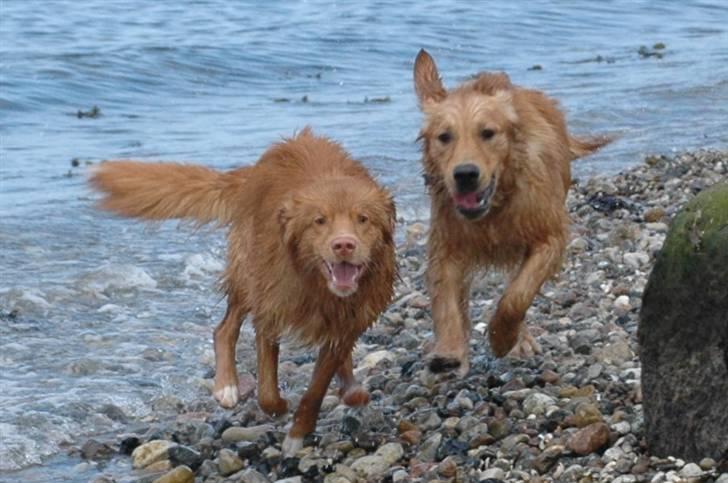 Nova scotia duck tolling retriever Dino - Hundeleg på stranden :) billede 11