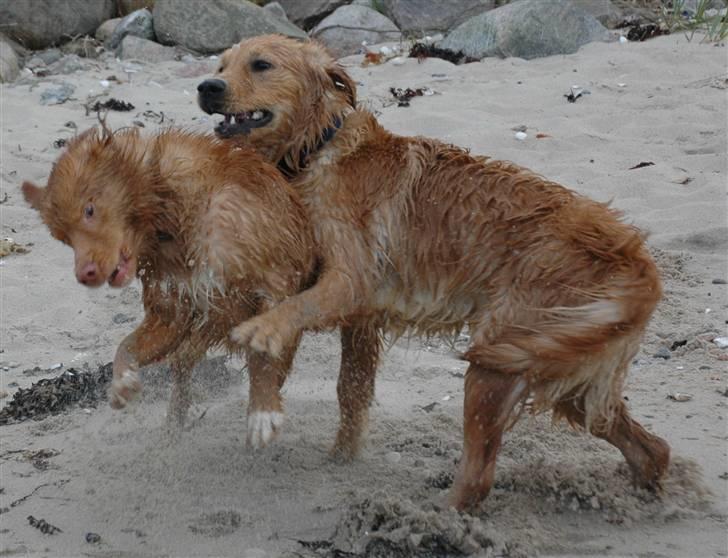 Nova scotia duck tolling retriever Dino - Leger ;) billede 12
