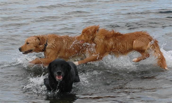 Nova scotia duck tolling retriever Dino - Vand :) billede 13