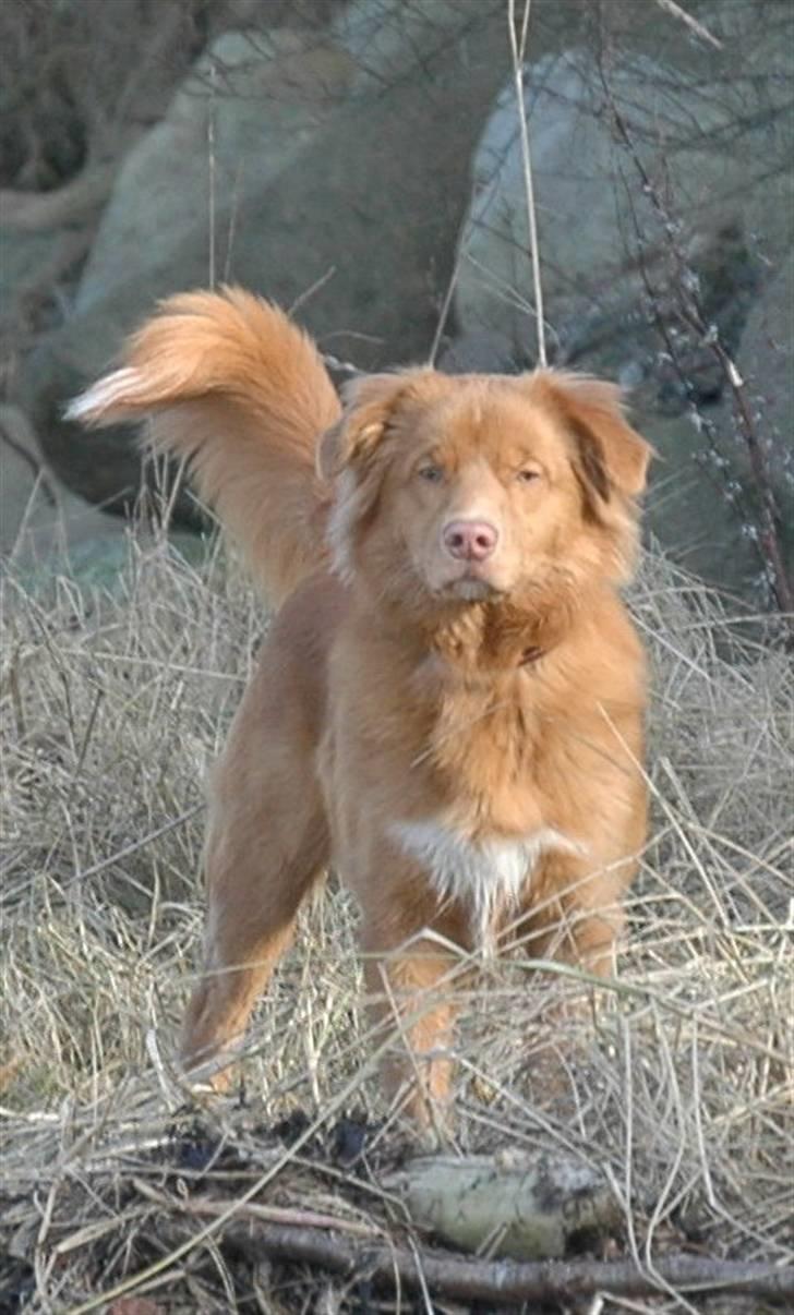 Nova scotia duck tolling retriever Dino - Dino :) billede 14