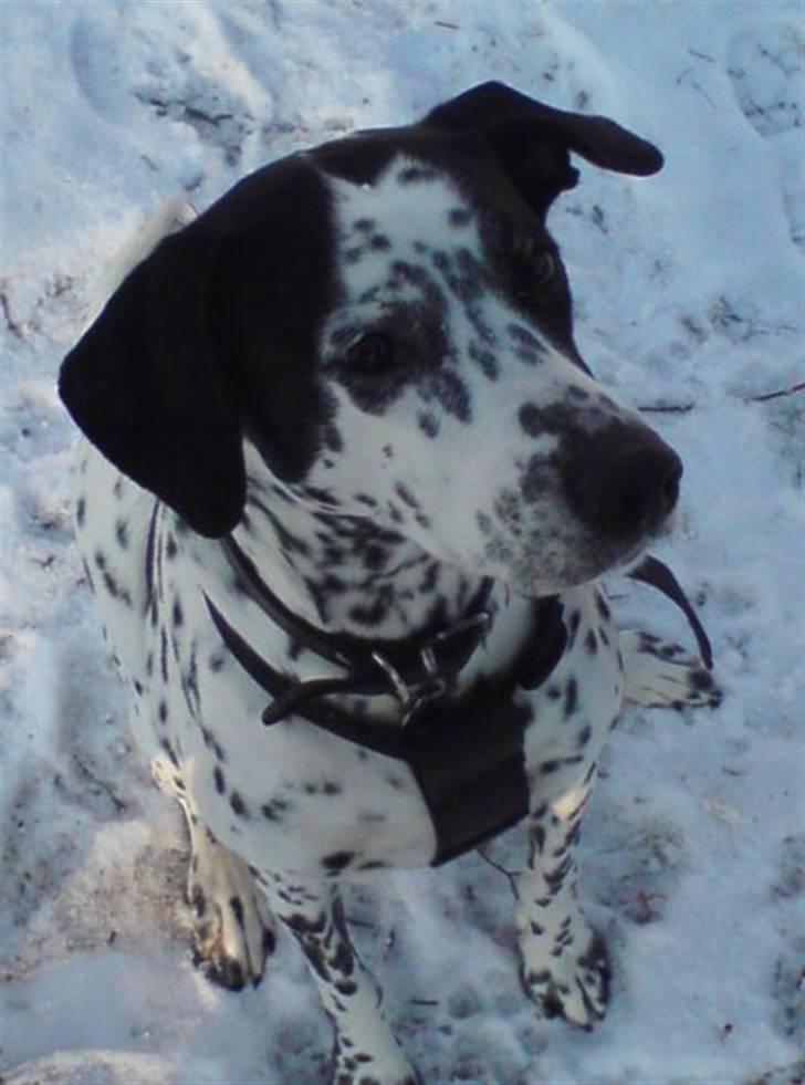 Blanding af racer Perle billede 1