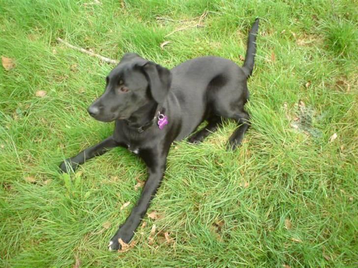 Blanding af racer Blackie billede 1