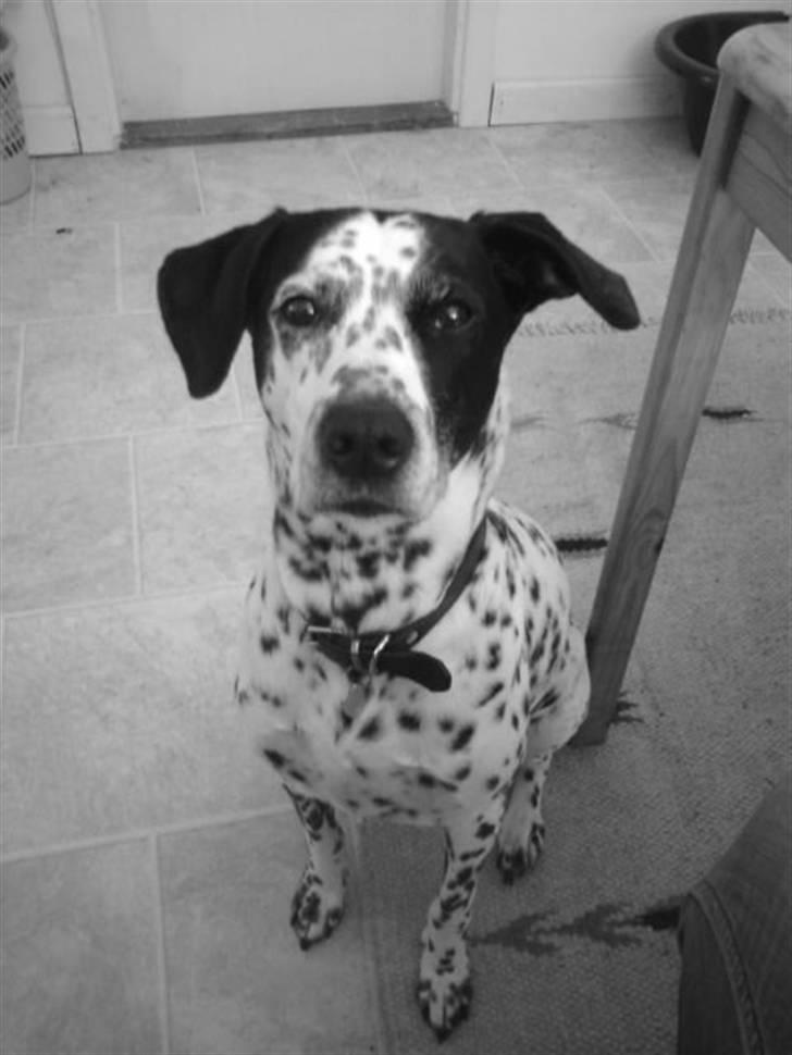 Blanding af racer Perle billede 2